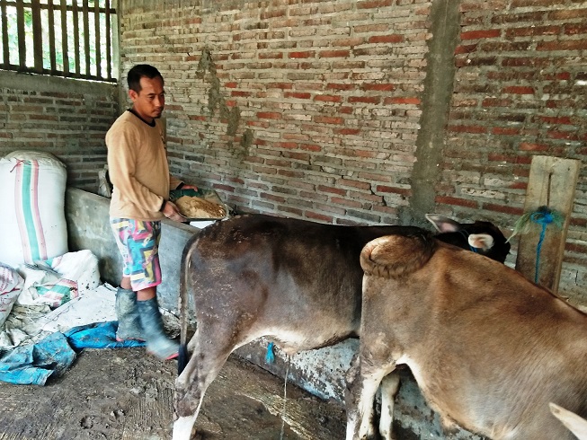 Ampas Ketela Berdampak Buruk bagi Hewan Ternak